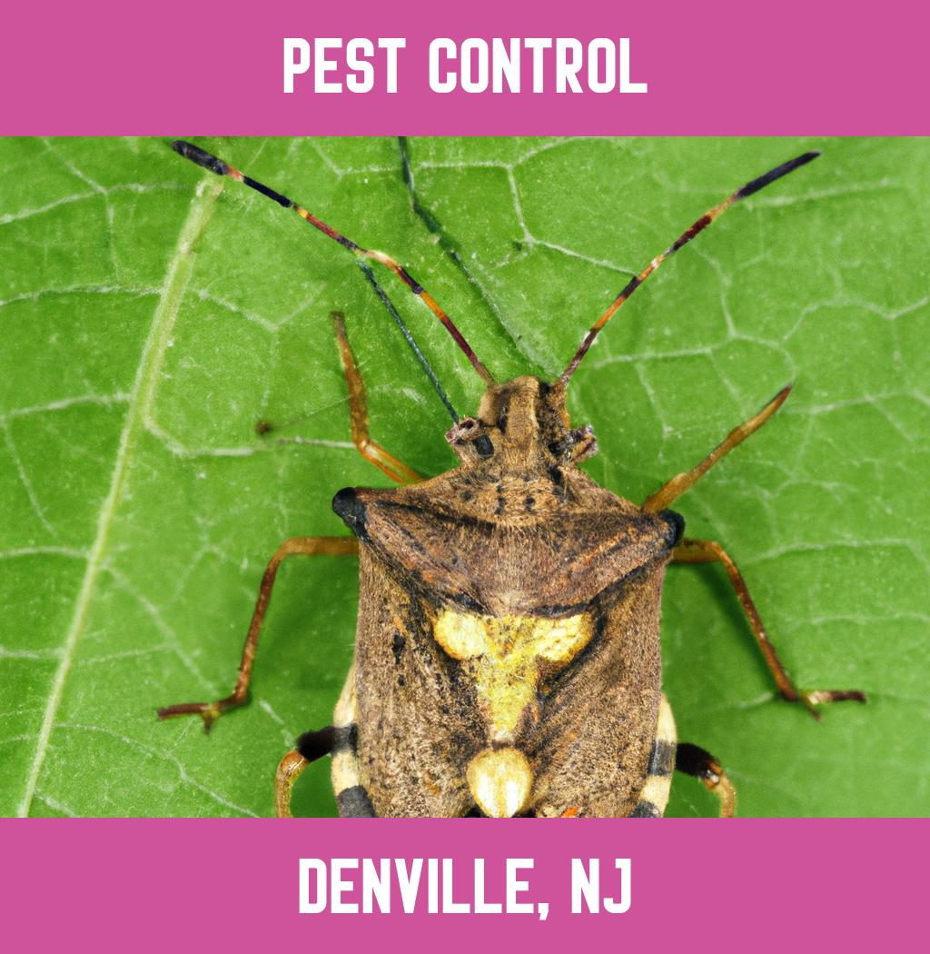 pest control in Denville New Jersey