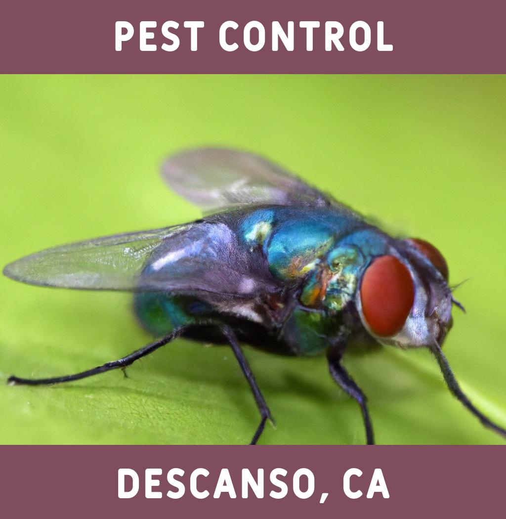 pest control in Descanso California