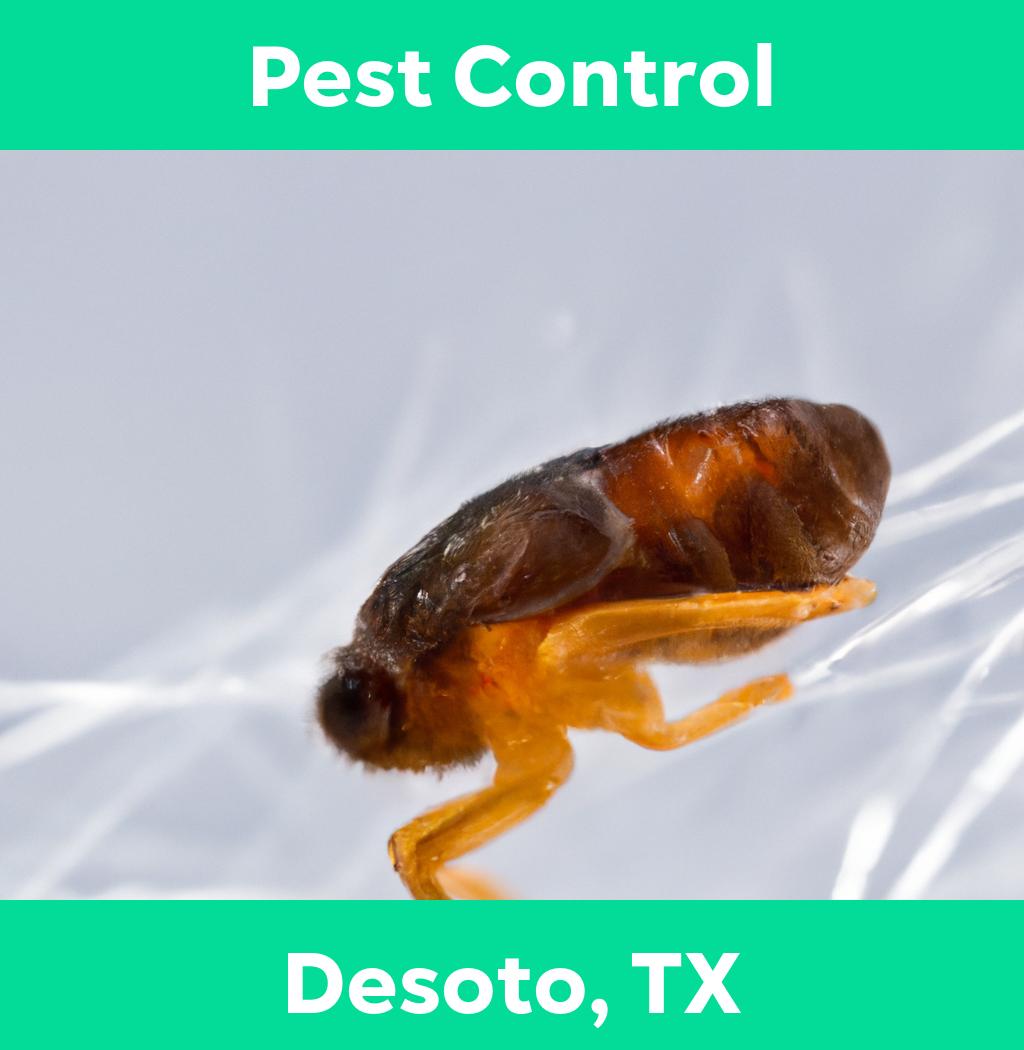 pest control in Desoto Texas