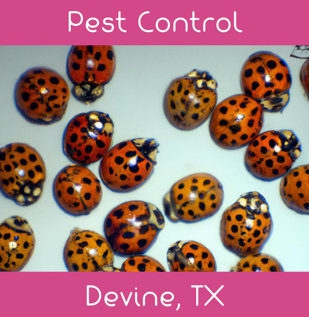 pest control in Devine Texas