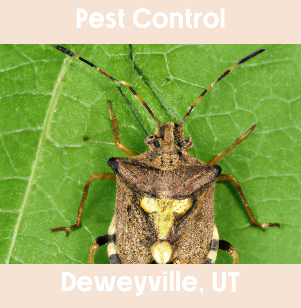 pest control in Deweyville Utah