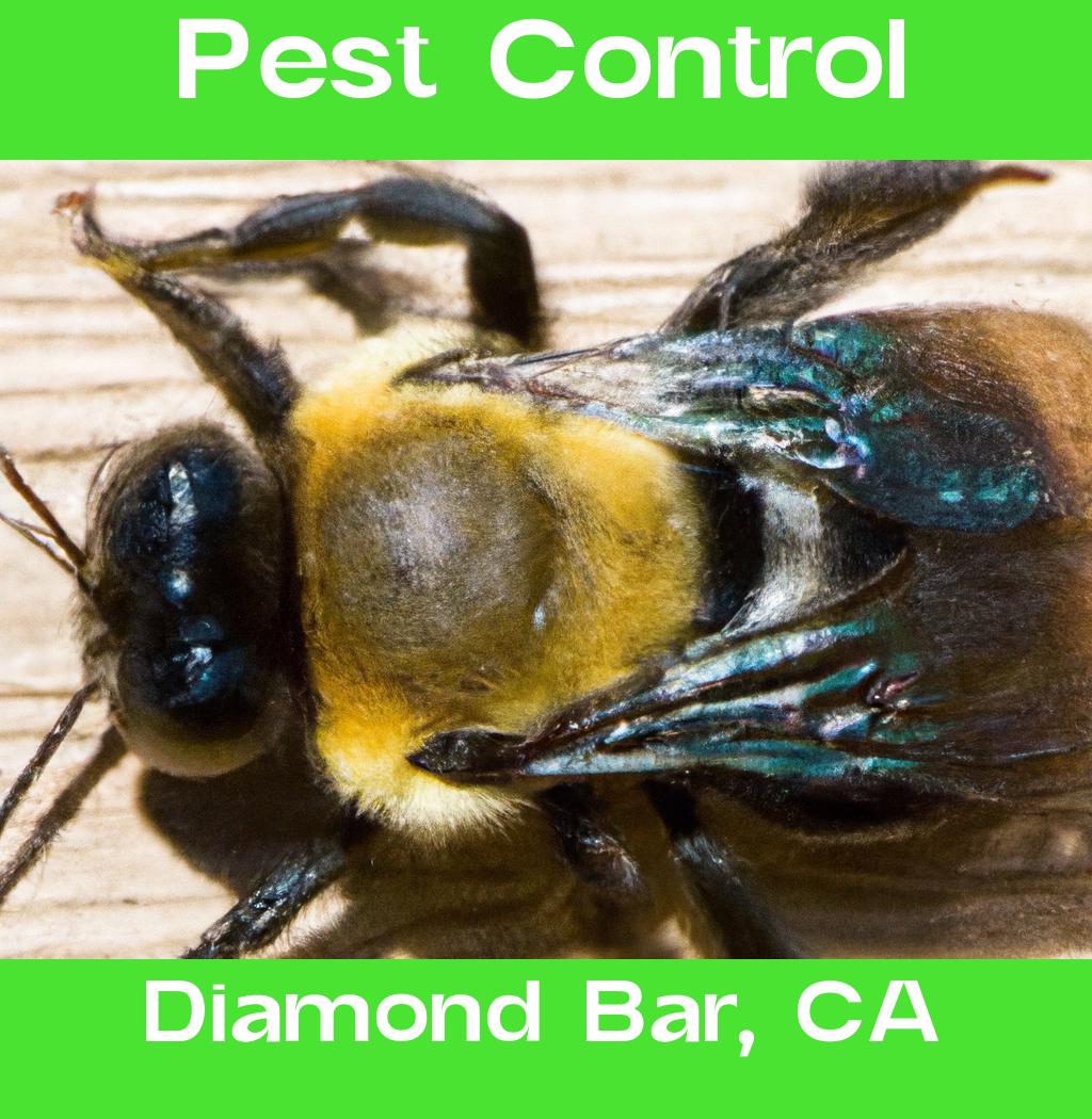 pest control in Diamond Bar California