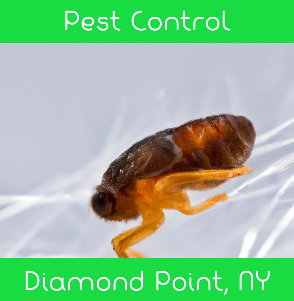 pest control in Diamond Point New York