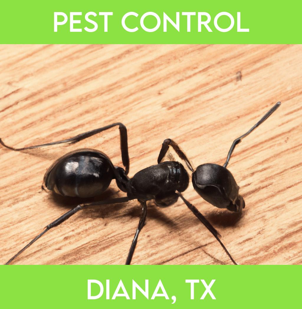 pest control in Diana Texas