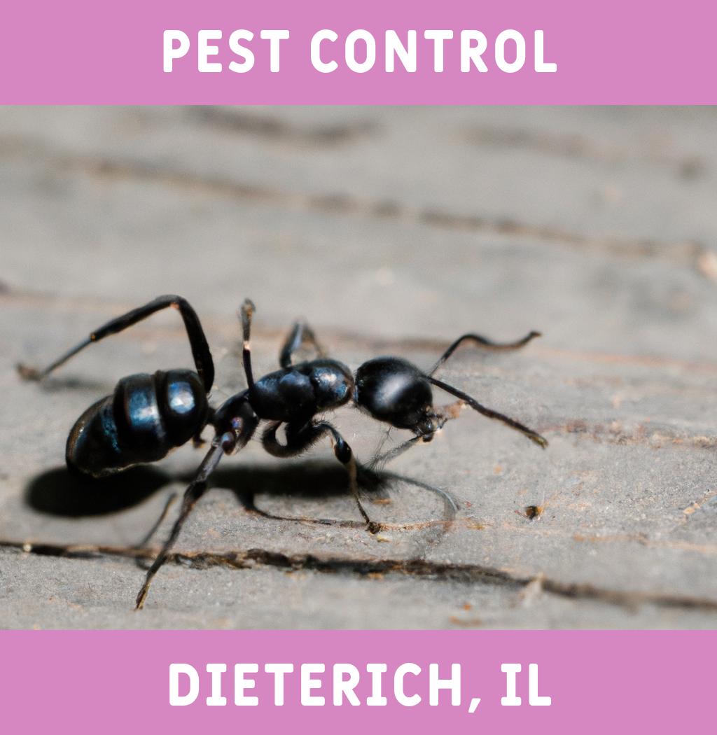 pest control in Dieterich Illinois