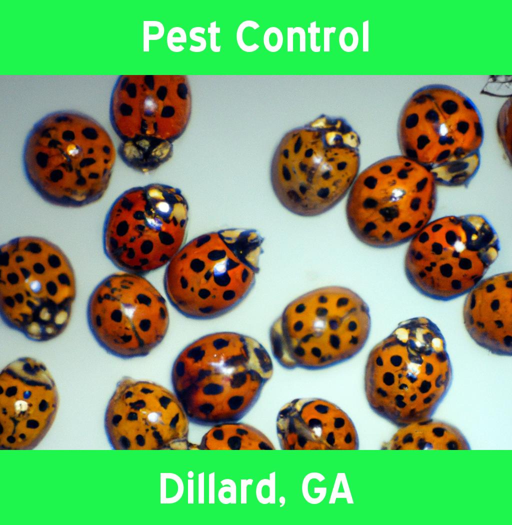 pest control in Dillard Georgia