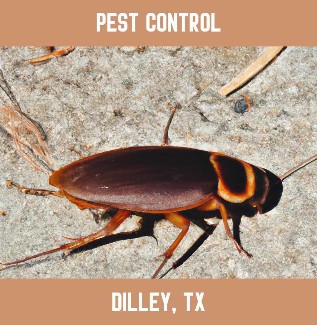 pest control in Dilley Texas