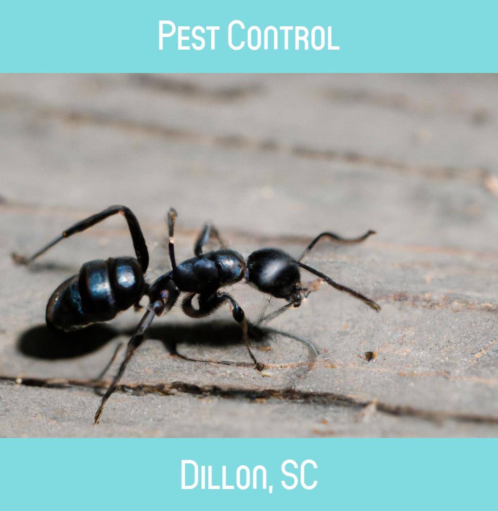 pest control in Dillon South Carolina