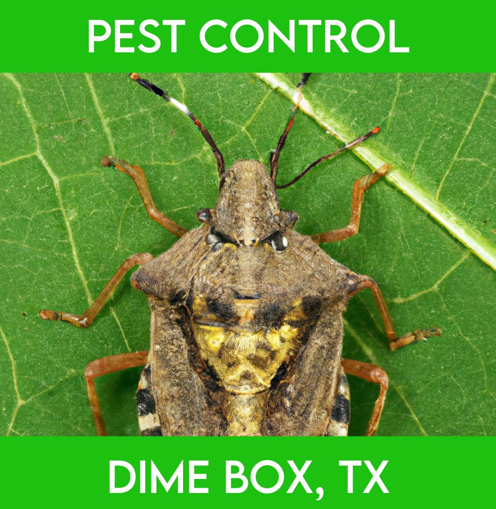 pest control in Dime Box Texas