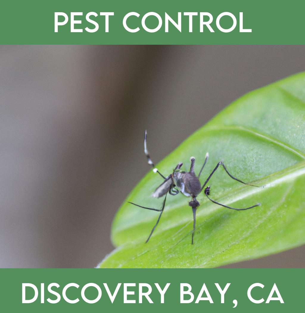 pest control in Discovery Bay California