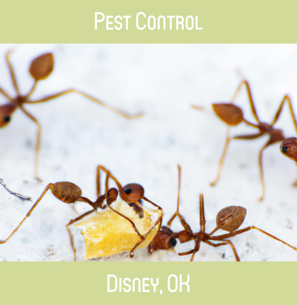 pest control in Disney Oklahoma