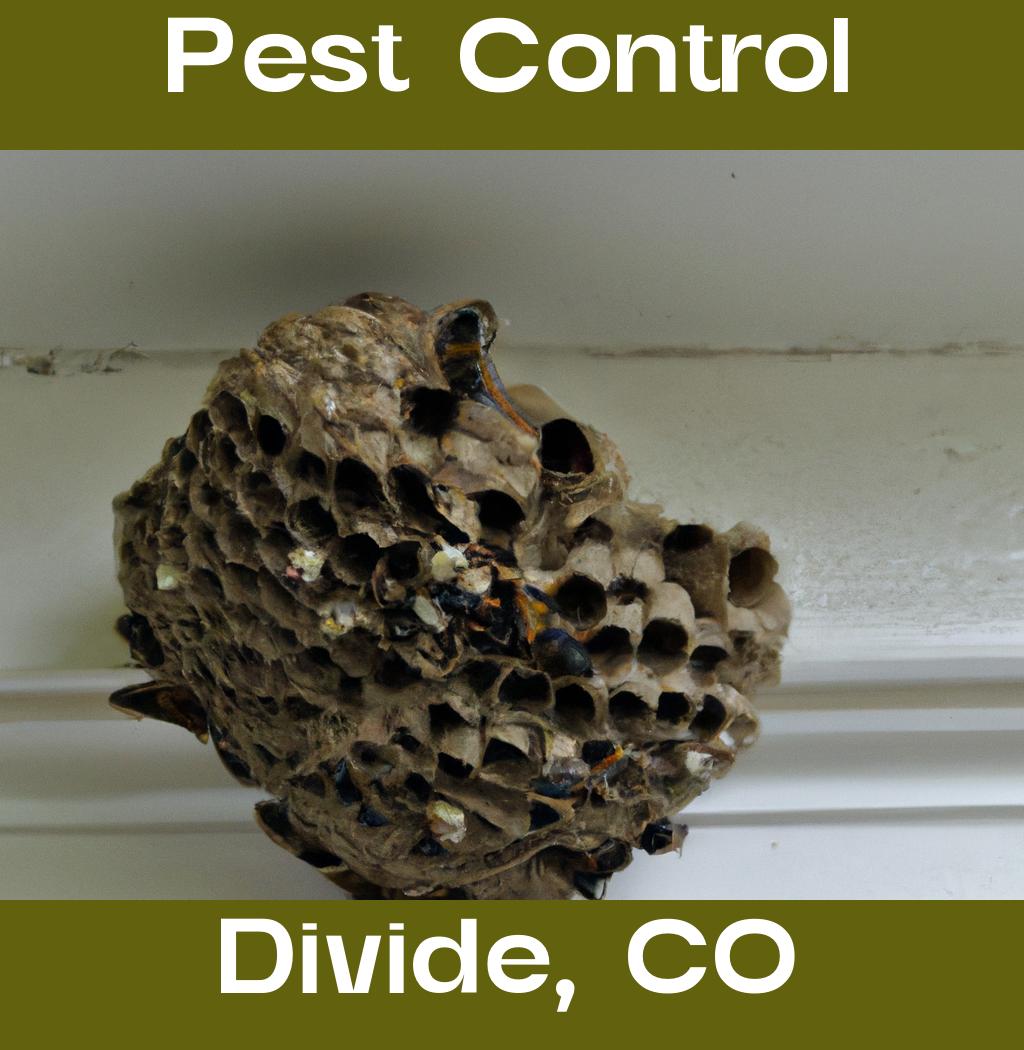 pest control in Divide Colorado