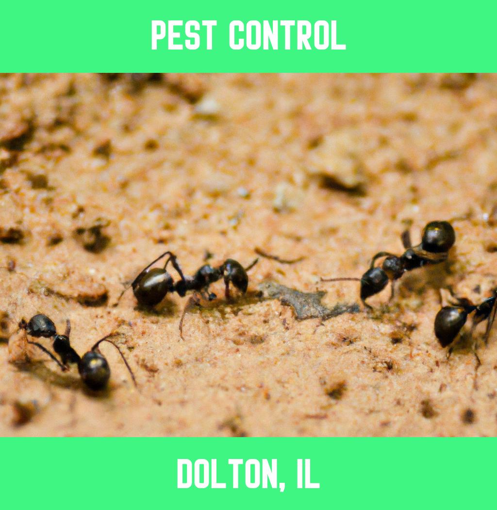 pest control in Dolton Illinois