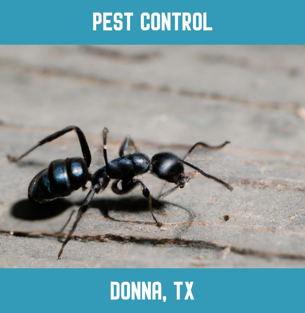 pest control in Donna Texas