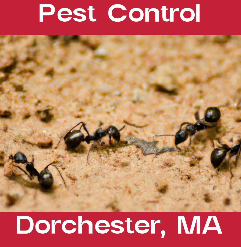 pest control in Dorchester Massachusetts