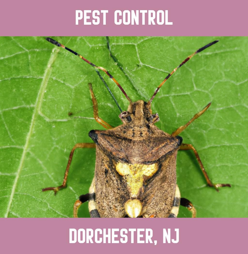 pest control in Dorchester New Jersey