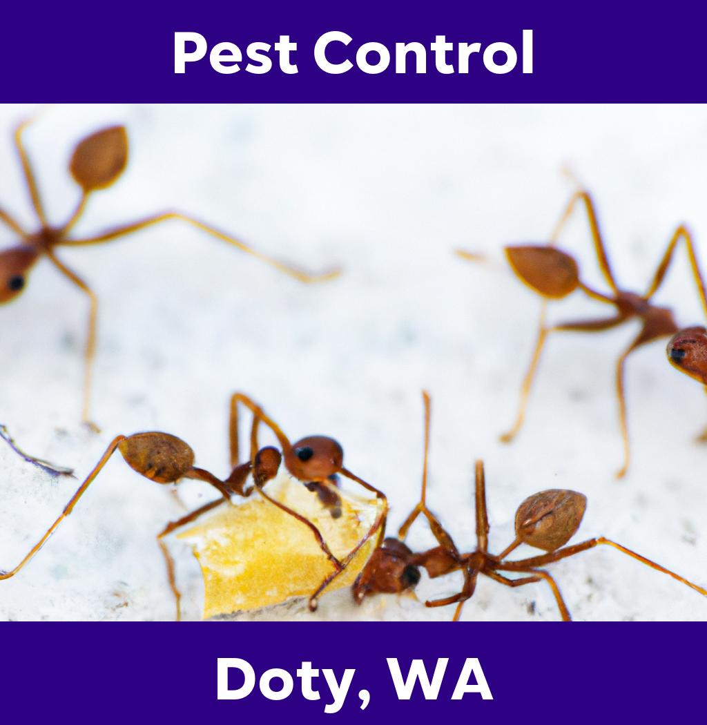 pest control in Doty Washington