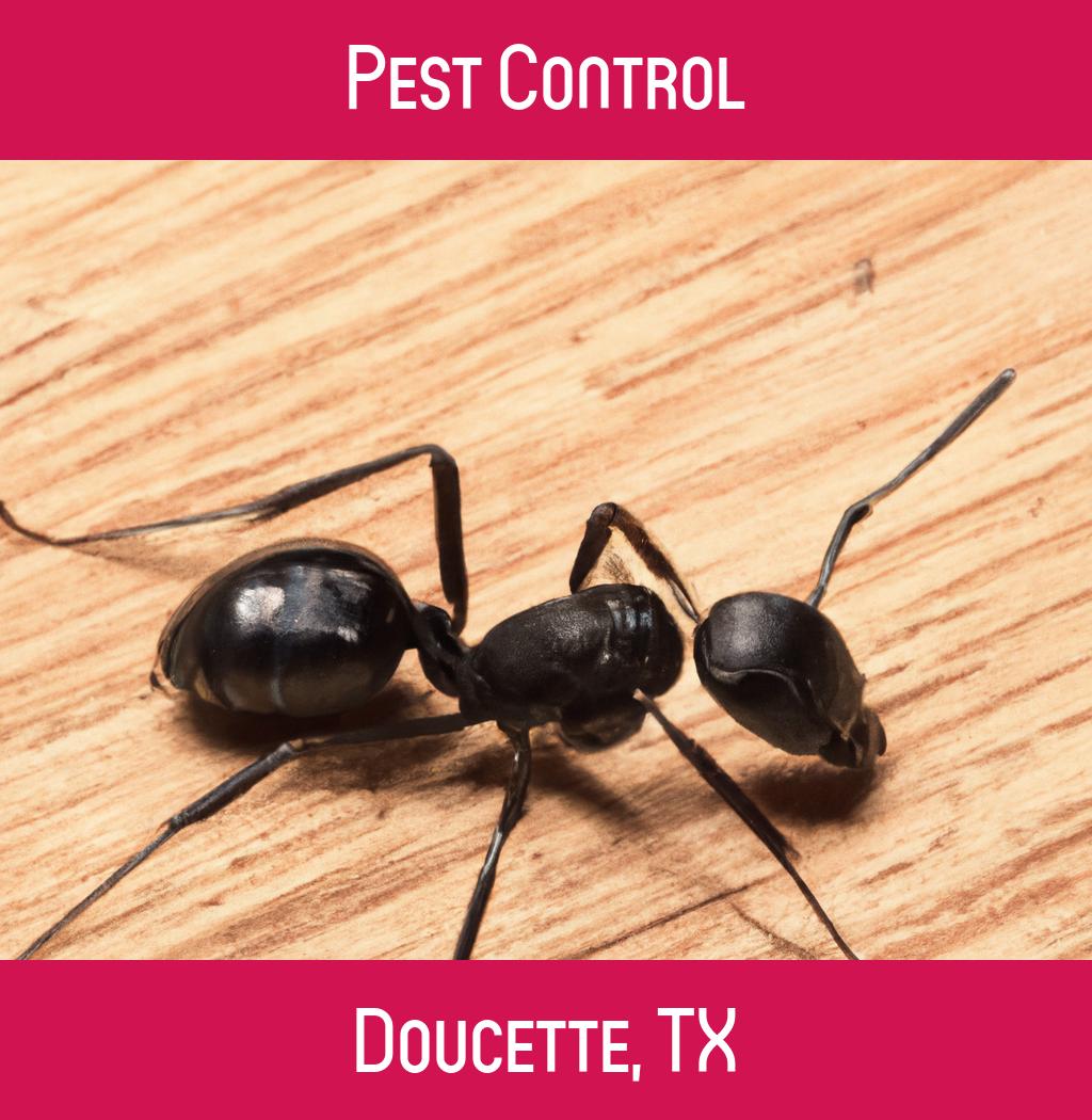 pest control in Doucette Texas