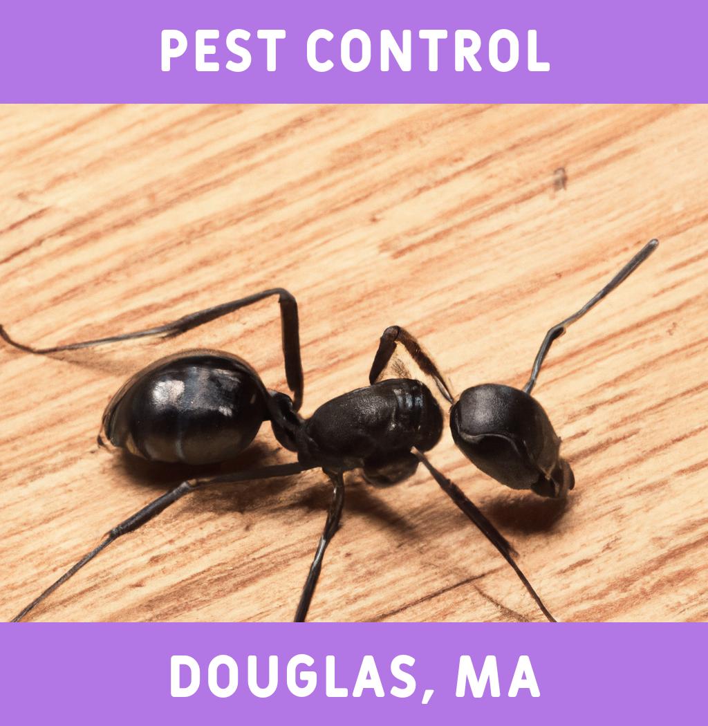 pest control in Douglas Massachusetts