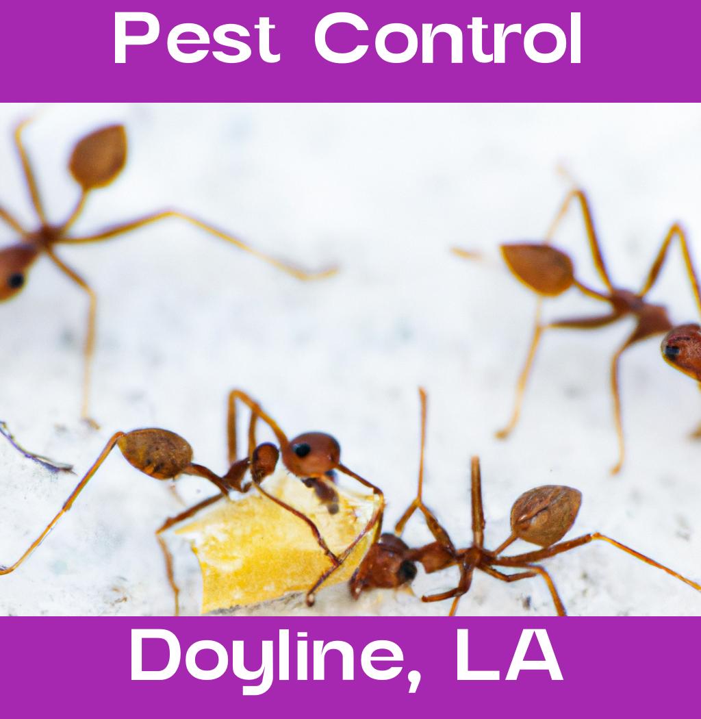 pest control in Doyline Louisiana