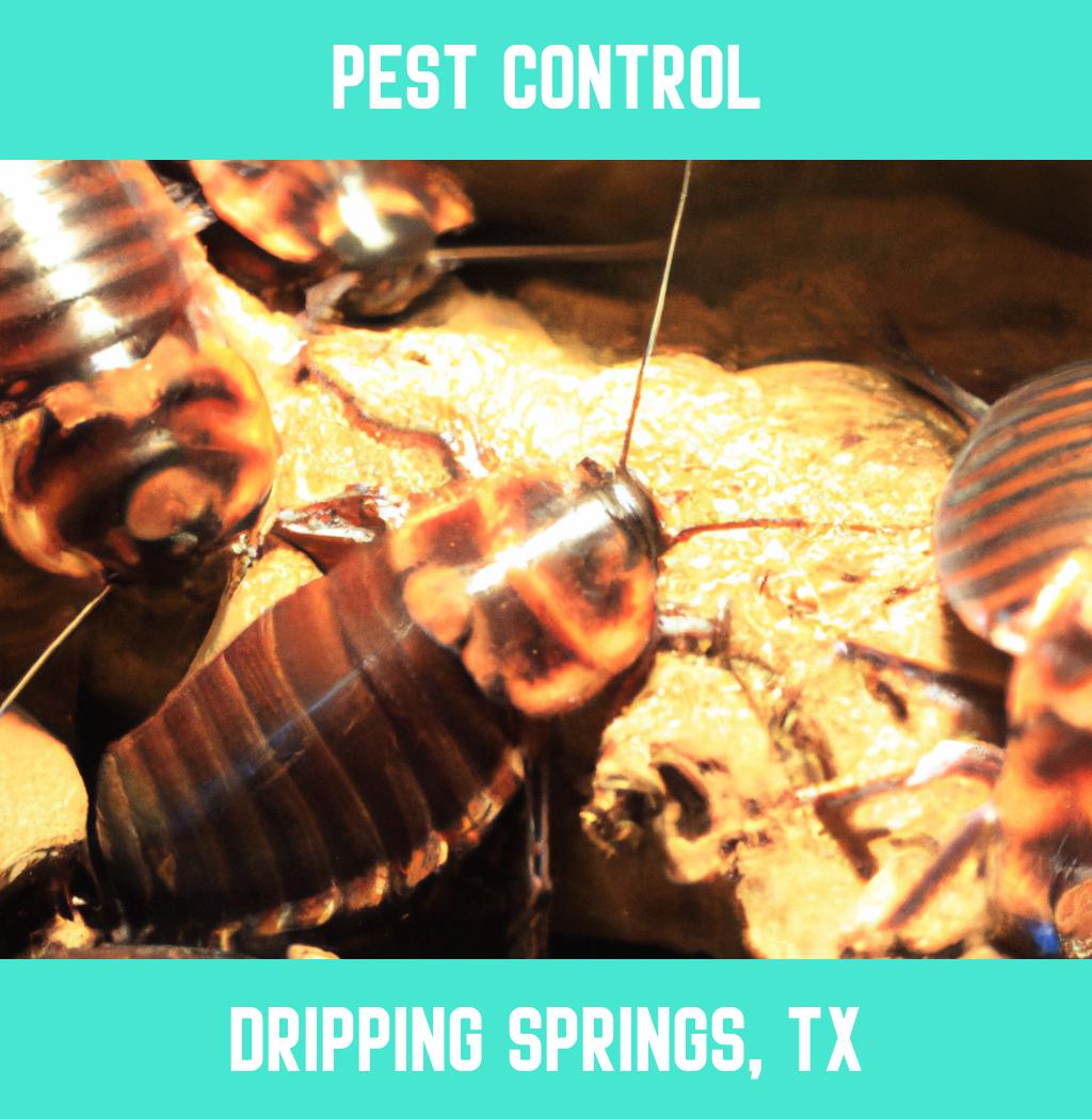 pest control in Dripping Springs Texas