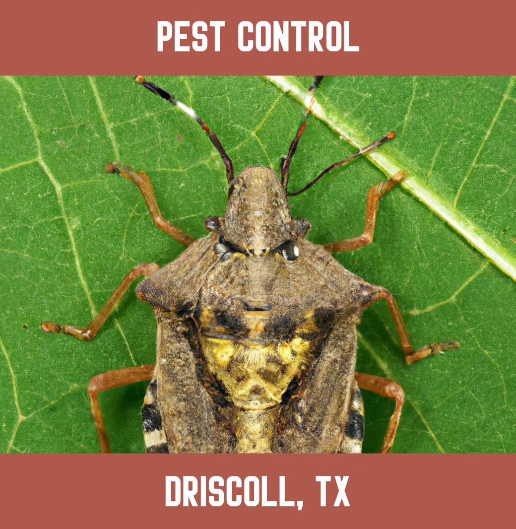 pest control in Driscoll Texas