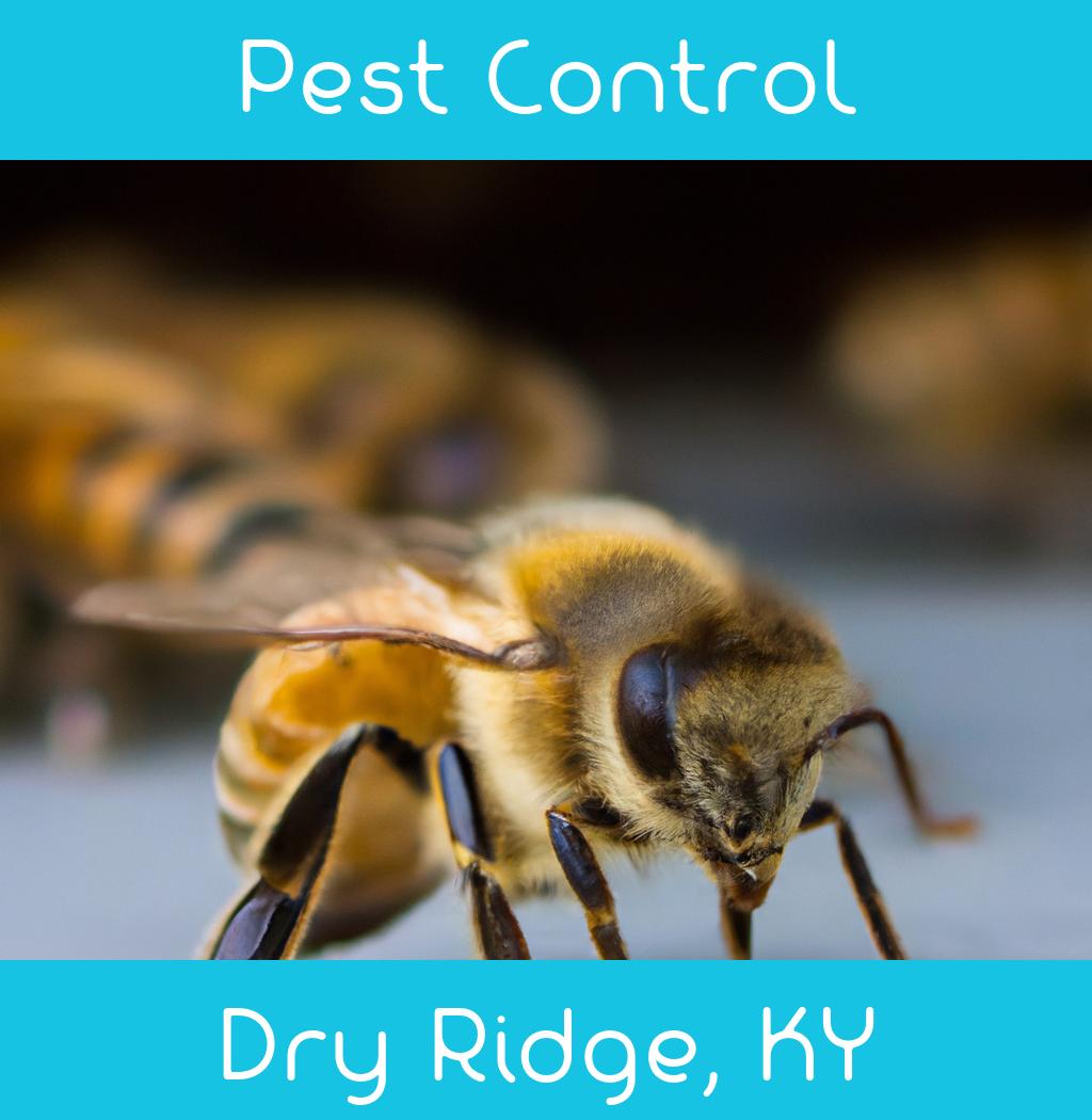 pest control in Dry Ridge Kentucky