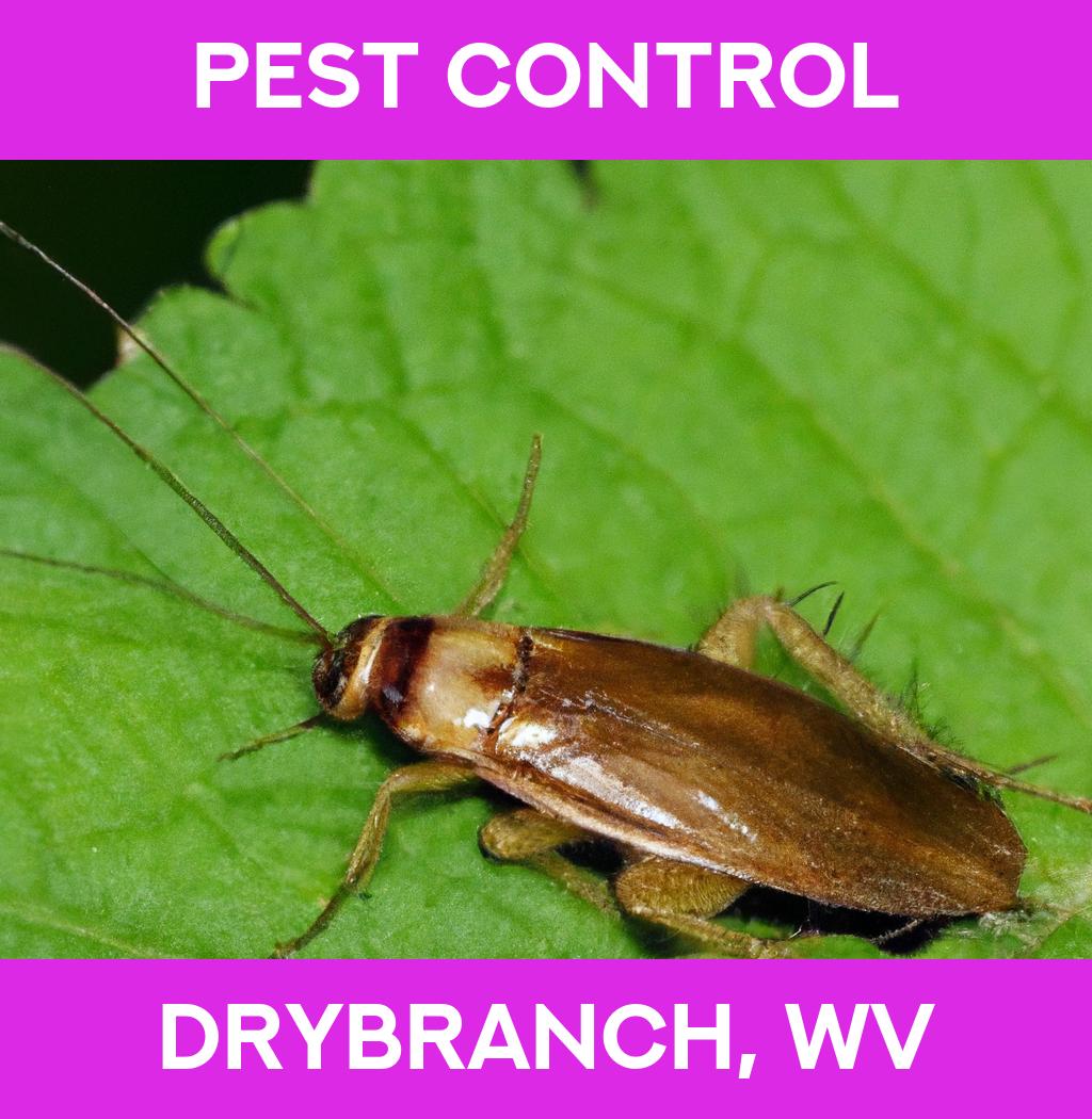 pest control in Drybranch West Virginia