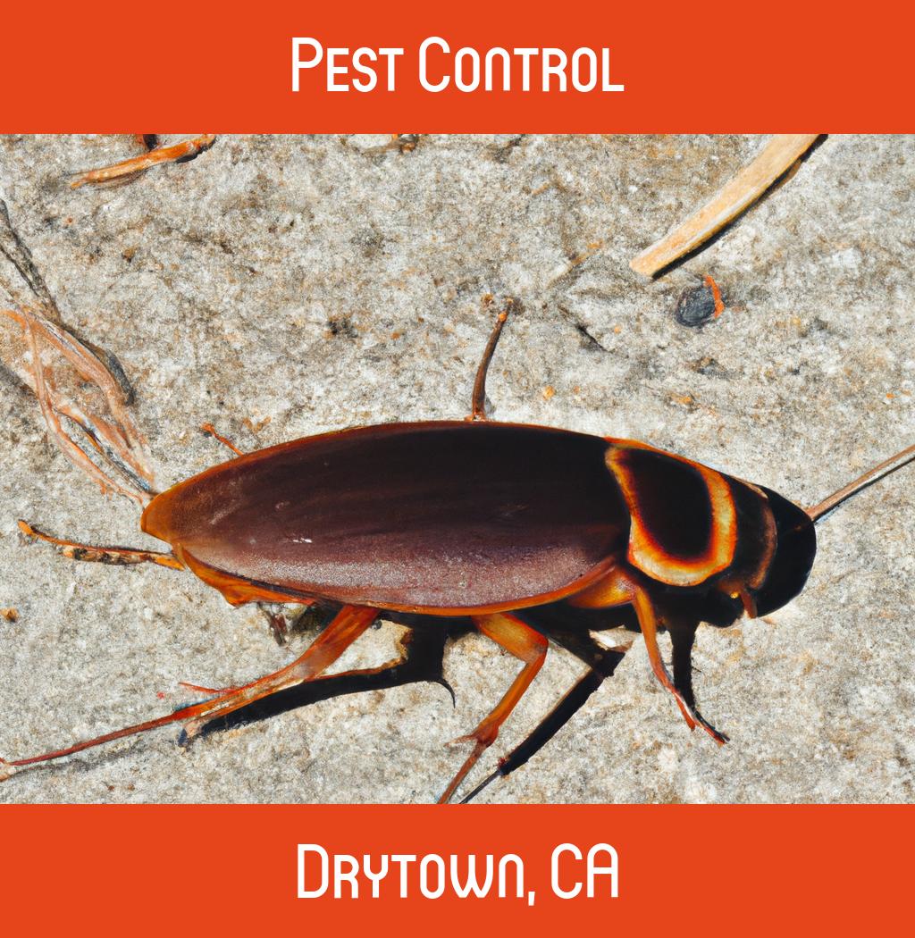 pest control in Drytown California