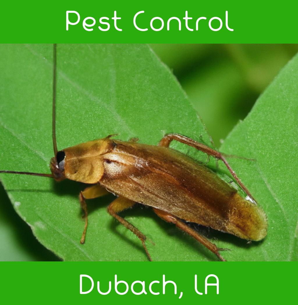 pest control in Dubach Louisiana