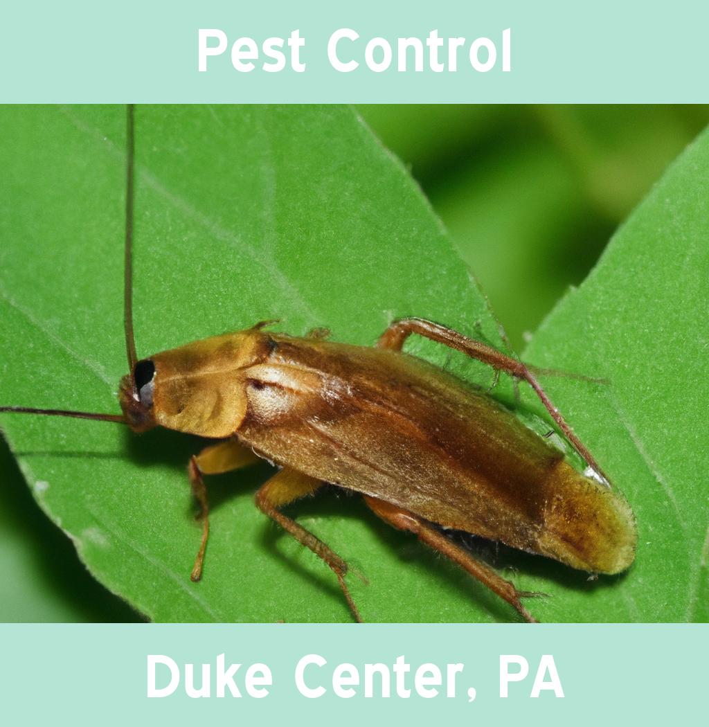 pest control in Duke Center Pennsylvania