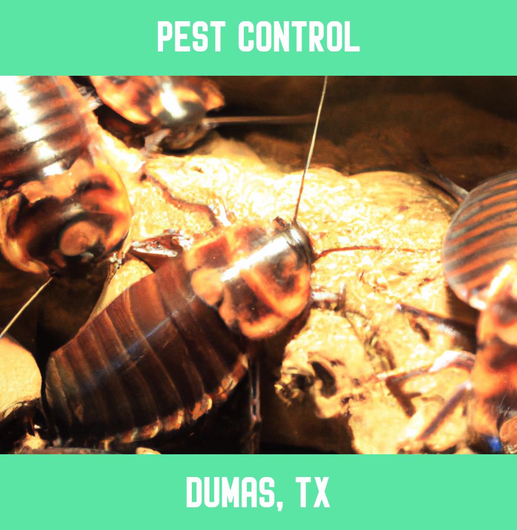 pest control in Dumas Texas