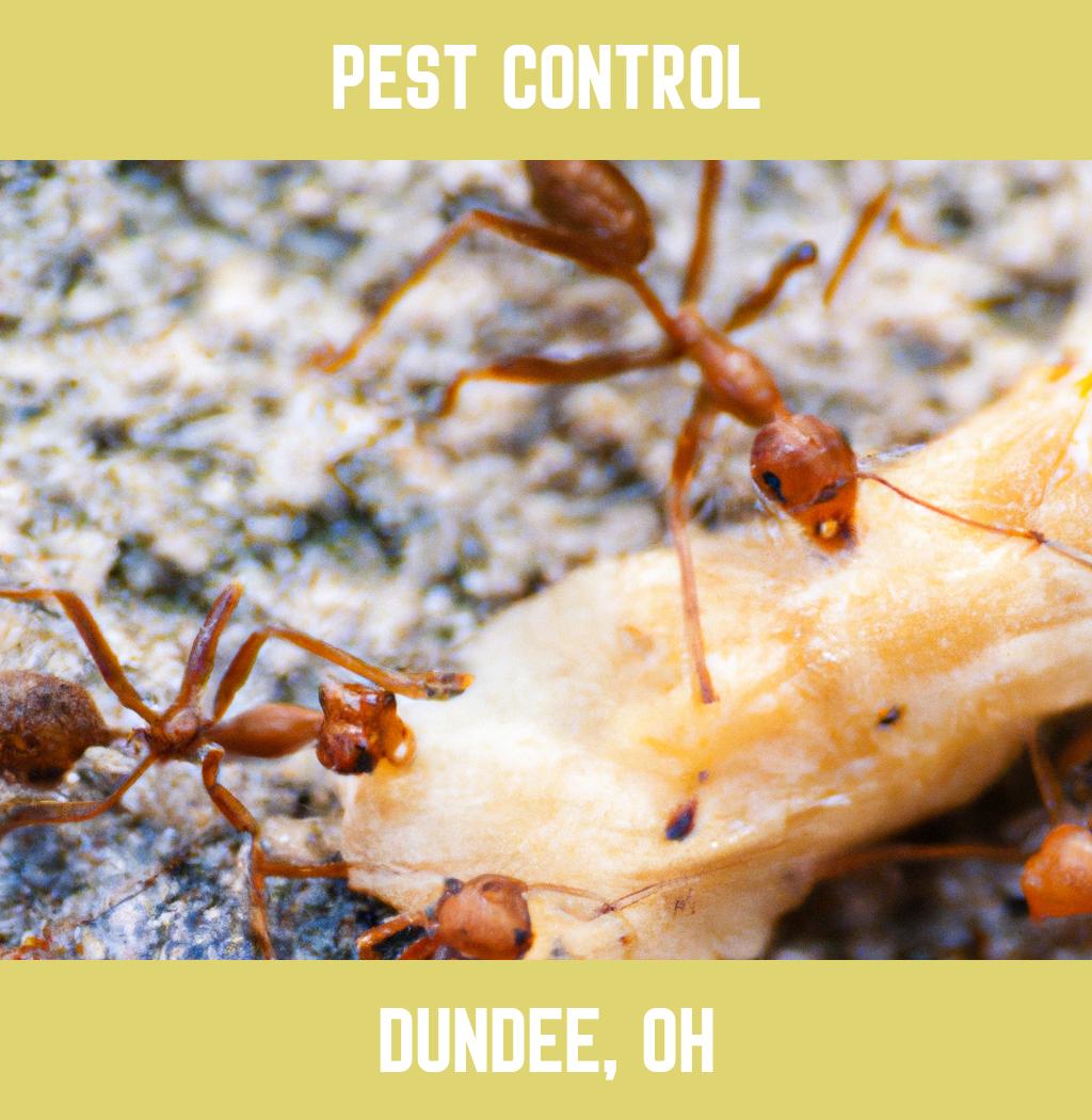 pest control in Dundee Ohio