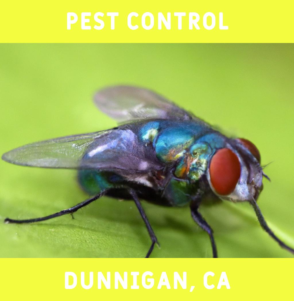 pest control in Dunnigan California