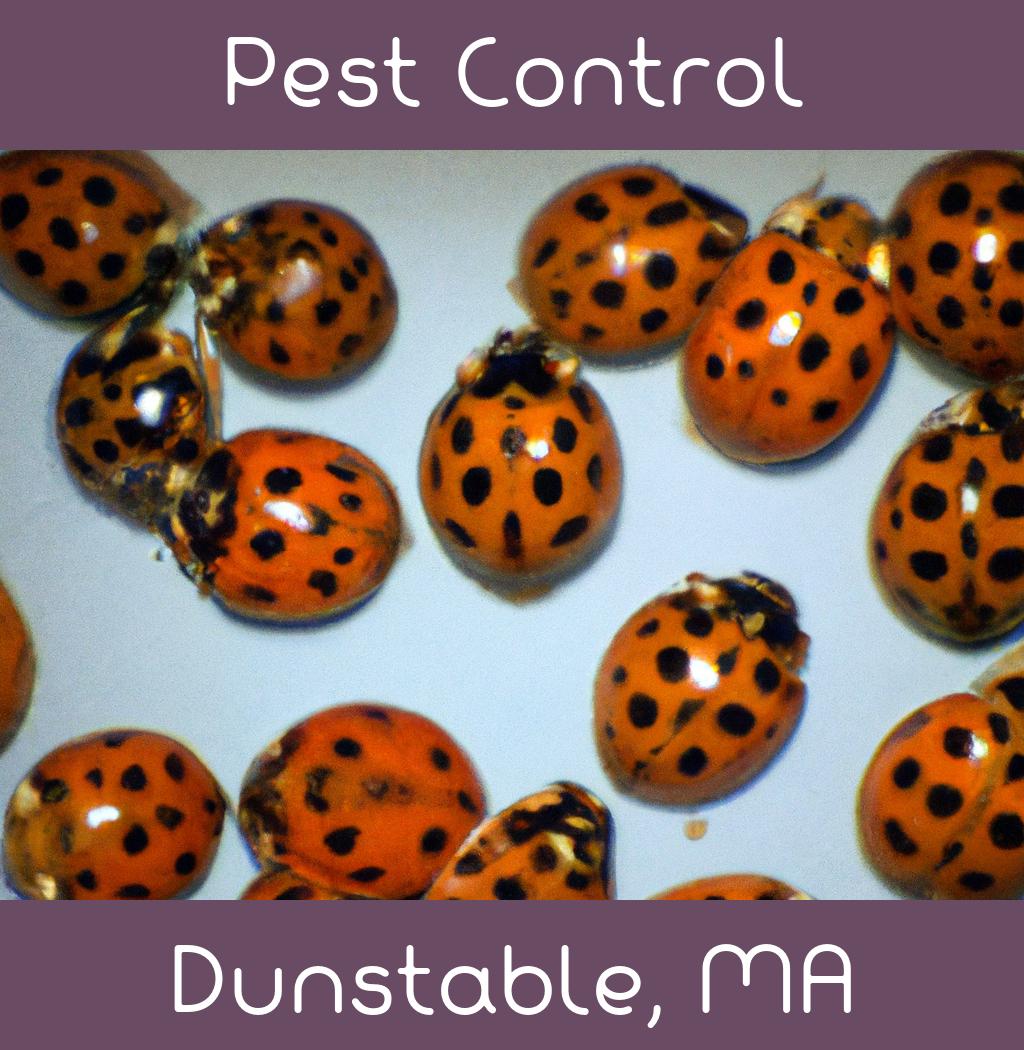 pest control in Dunstable Massachusetts
