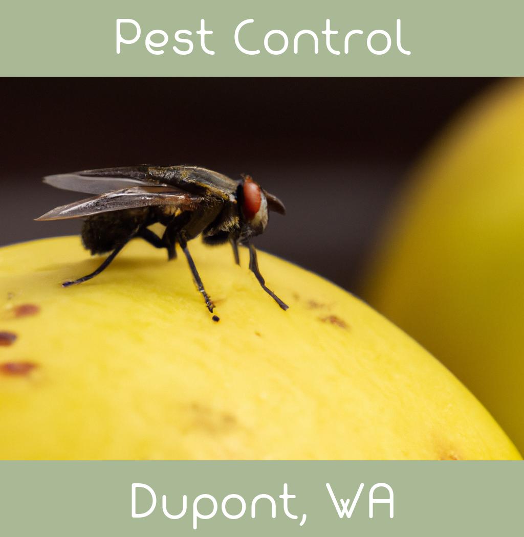 pest control in Dupont Washington