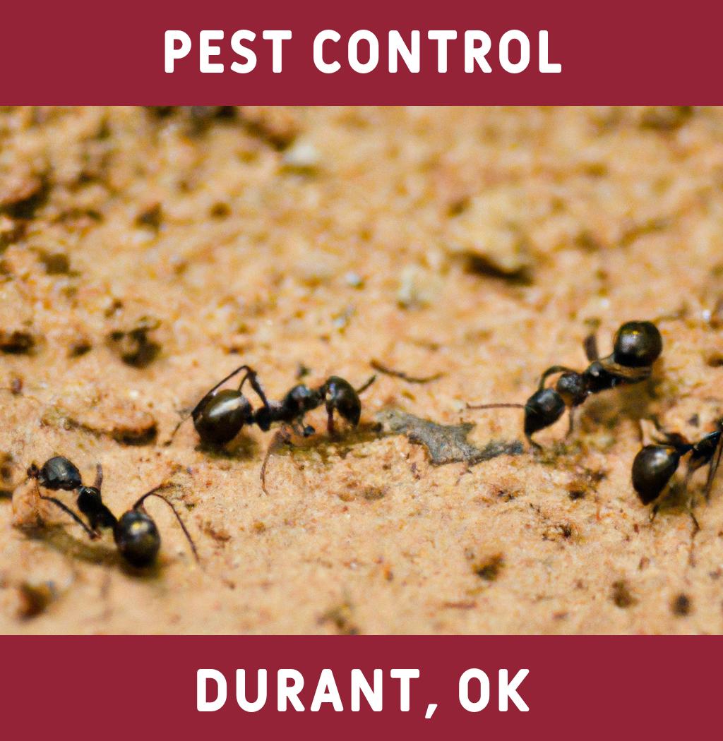 pest control in Durant Oklahoma