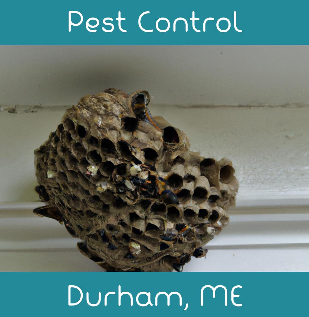 pest control in Durham Maine