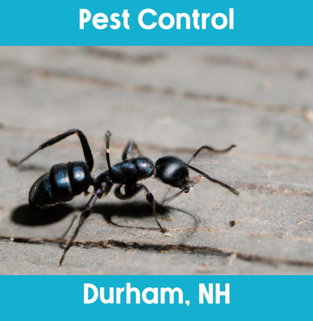 pest control in Durham New Hampshire
