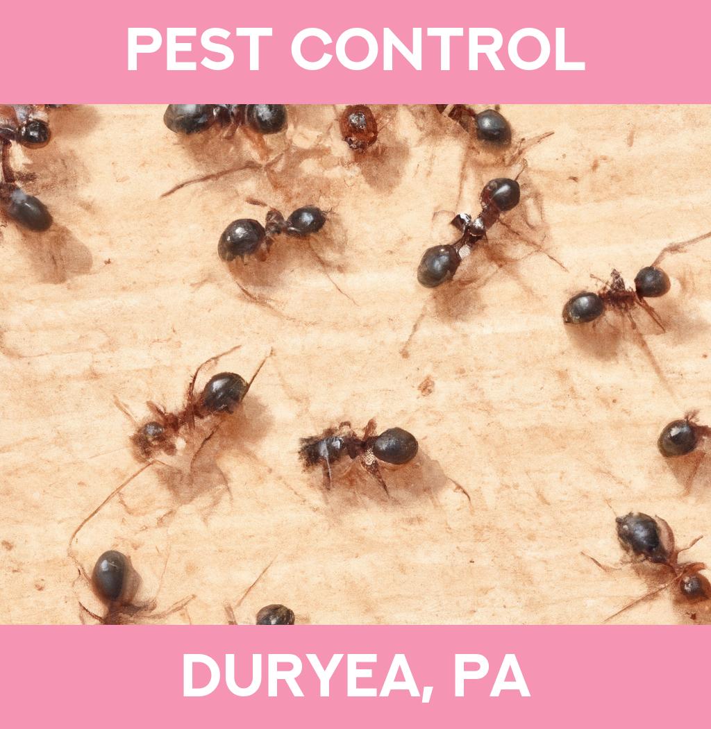 pest control in Duryea Pennsylvania