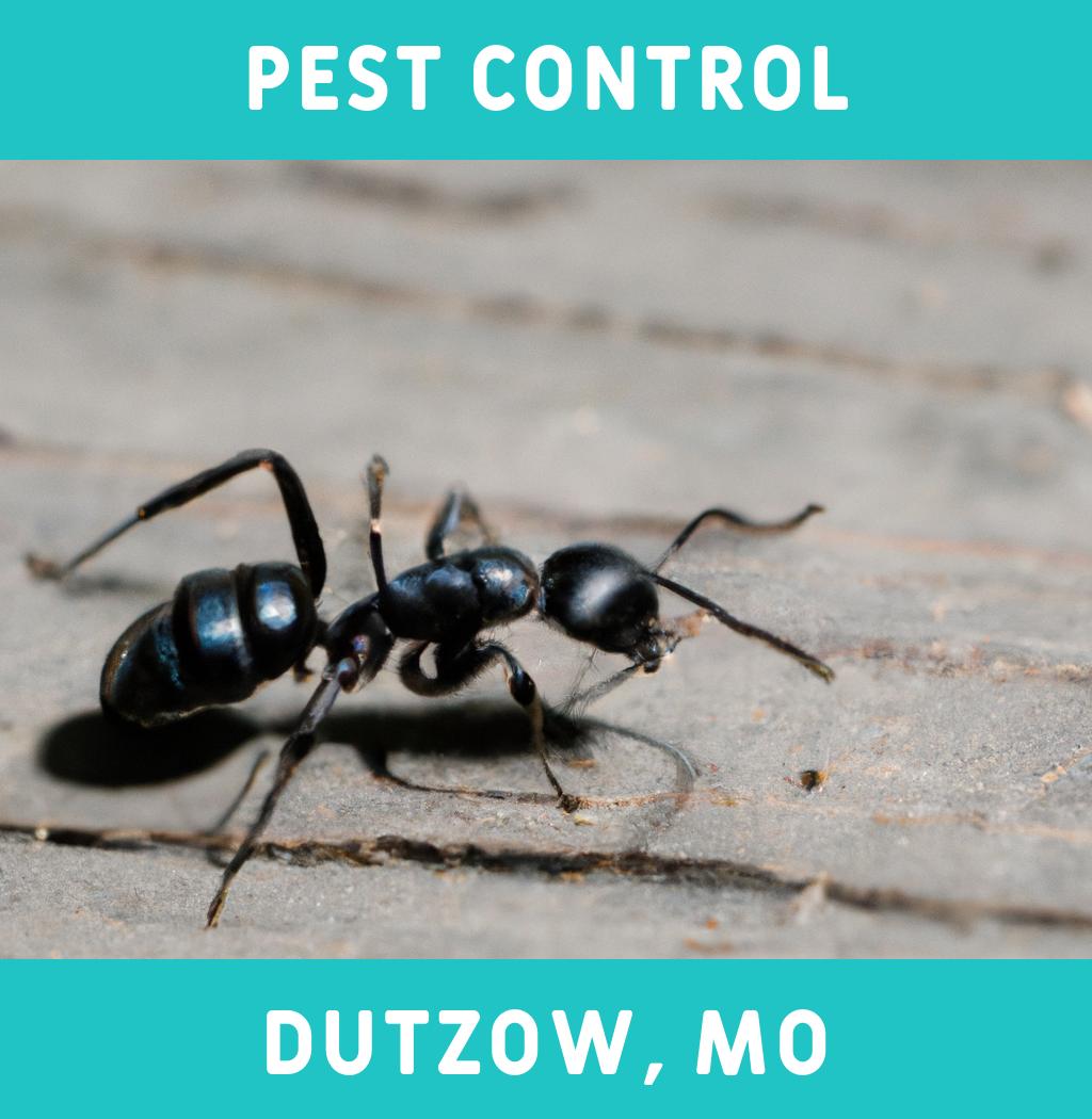 pest control in Dutzow Missouri