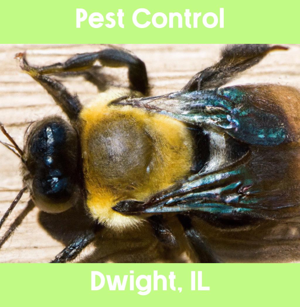 pest control in Dwight Illinois