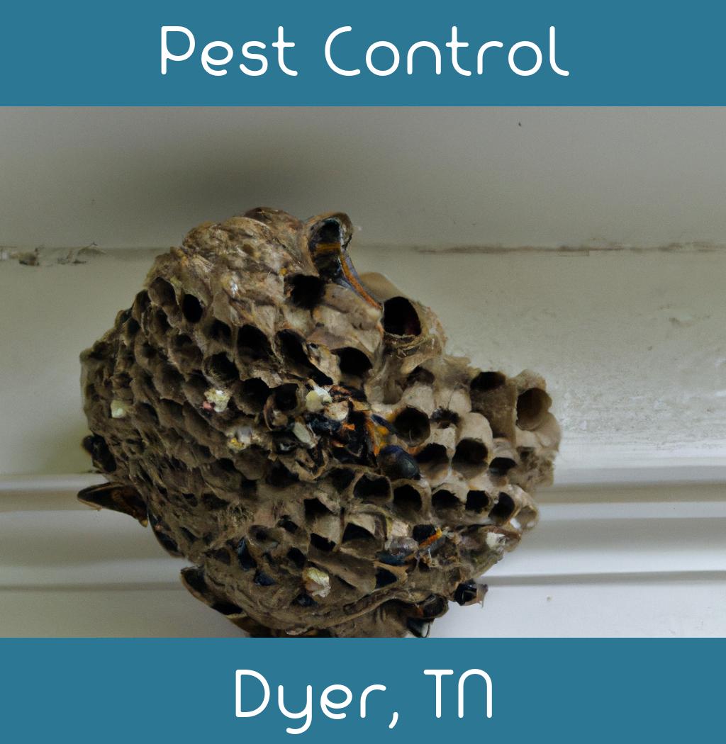 pest control in Dyer Tennessee