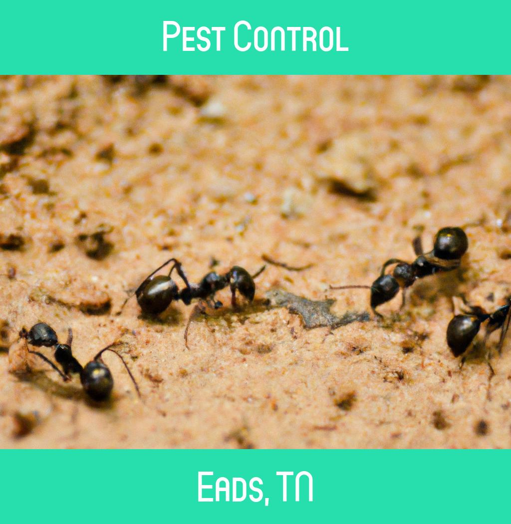 pest control in Eads Tennessee