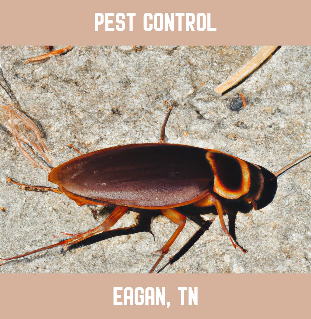 pest control in Eagan Tennessee