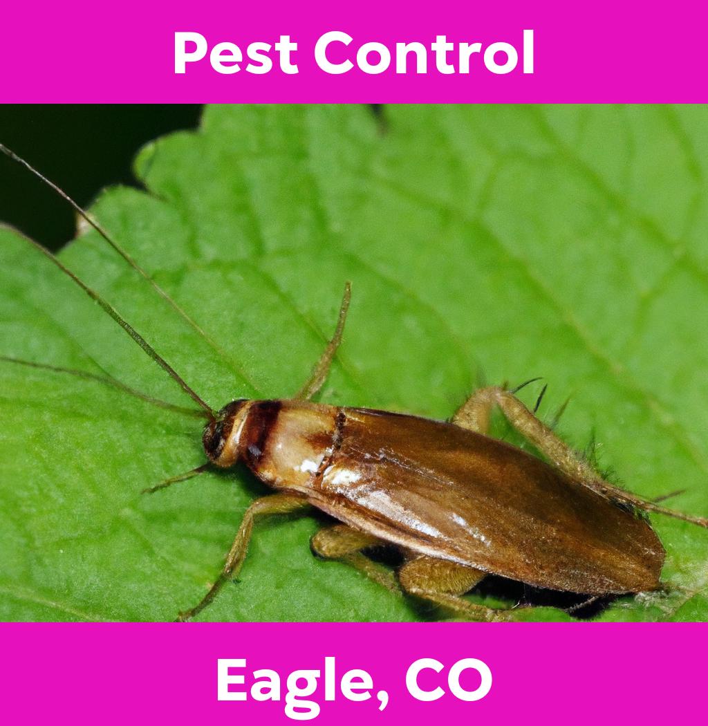 pest control in Eagle Colorado