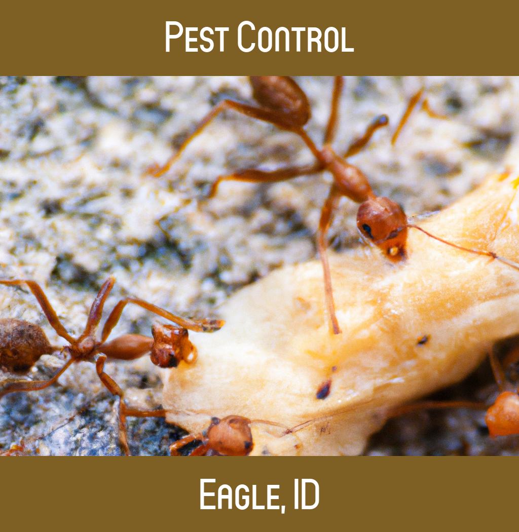 pest control in Eagle Idaho