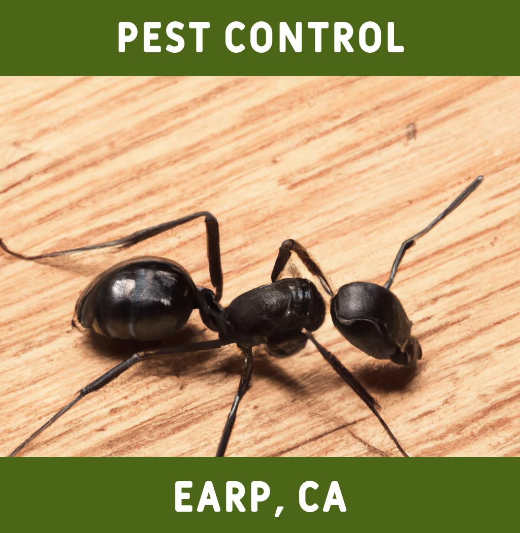 pest control in Earp California