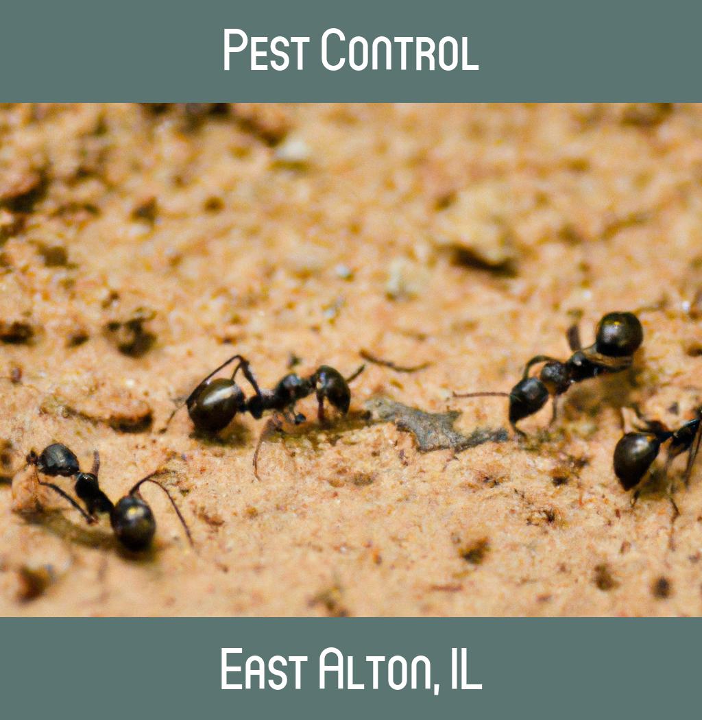 pest control in East Alton Illinois