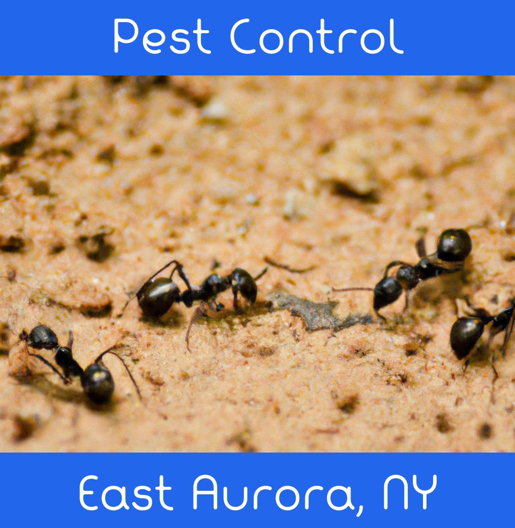 pest control in East Aurora New York